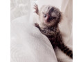 frumoase-maimute-marmoset-disponibile-small-1