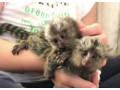 maimuta-marmoset-pigmea-disponibila-small-0