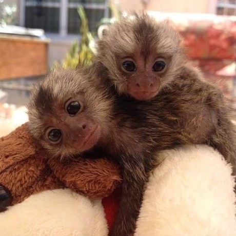 frumoase-maimute-marmoset-de-vanzare-big-0