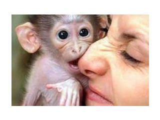 Superba maimuță capucină gata de adopție