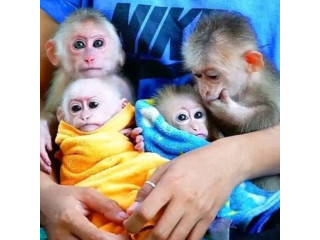 Bebeluși superbi de maimuță capucină de vânzare