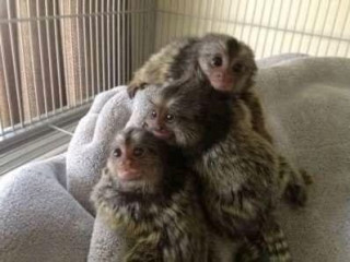 Maimuțe Marmoset pentru adopție