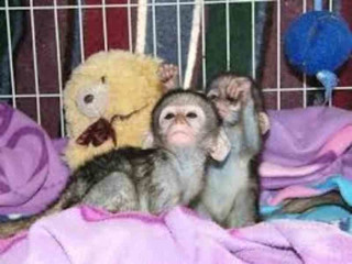 Pui de maimuță capucină sănătoasă de vânzare