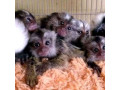 maimute-marmoset-adorabile-de-vanzare-small-0