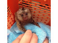 maimute-marmoset-dragute-disponibile-pentru-vanzare-small-0