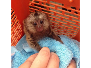 Maimuțe Marmoset drăguțe disponibile pentru vânzare