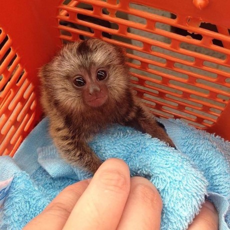 maimute-marmoset-dragute-disponibile-pentru-vanzare-big-0