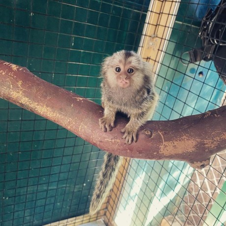 sunt-disponibile-maimute-marmoset-pigmee-speciale-big-0