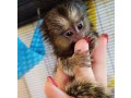 maimute-marmoset-minunate-disponibile-small-0