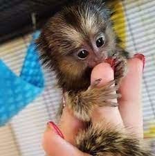 maimute-marmoset-minunate-disponibile-big-0