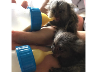 Maimuțe marmoset adorabile de vânzare