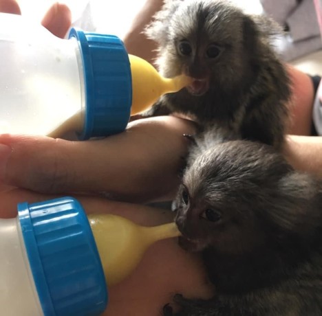 maimute-marmoset-adorabile-de-vanzare-big-0