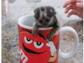 minunata-maimuta-marmoset-minunata-de-vanzare-small-1