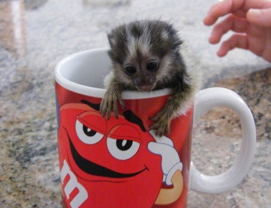 minunata-maimuta-marmoset-minunata-de-vanzare-big-1